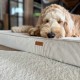 Orthopedic Dog Mattress - TORINO BEIGE